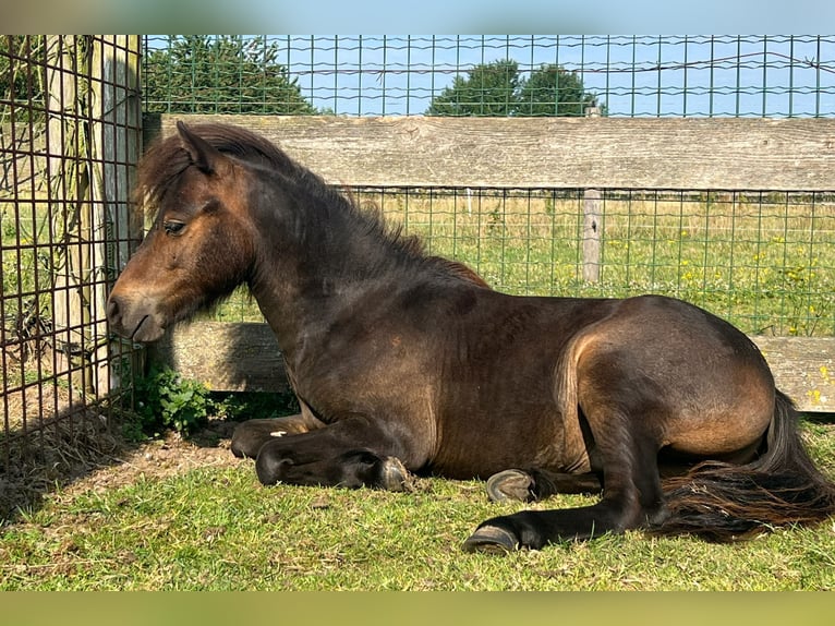 NMPRS Hengst 1 Jahr 90 cm Brauner in Werkhoven