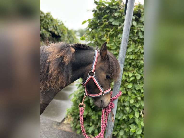 NMPRS Hengst 1 Jahr 90 cm Brauner in Werkhoven