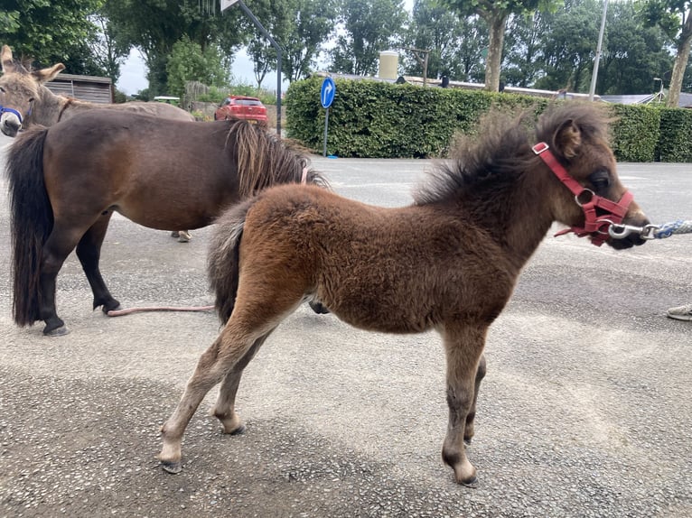NMPRS Hengst 1 Jahr 90 cm Brauner in Werkhoven