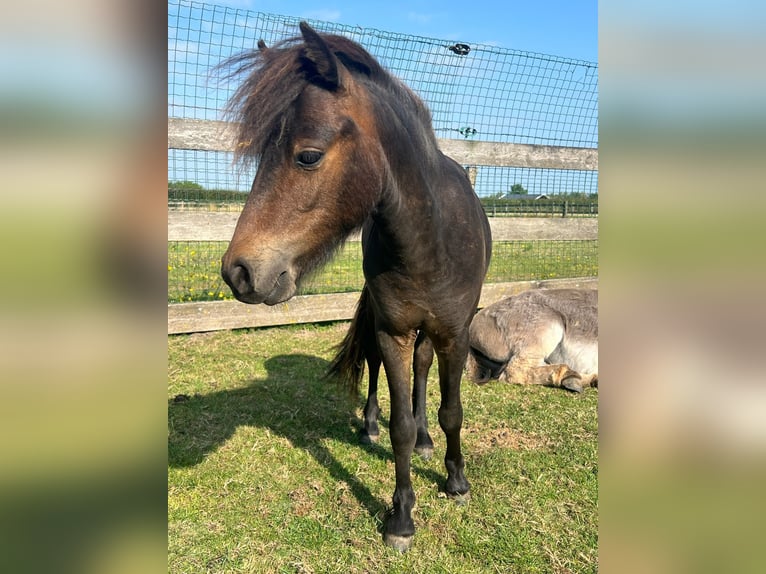 NMPRS Hengst 1 Jahr 90 cm Brauner in Werkhoven