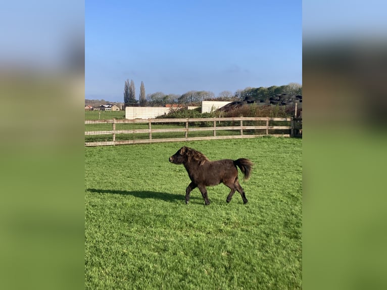 NMPRS Hengst 1 Jahr 90 cm Brauner in Werkhoven