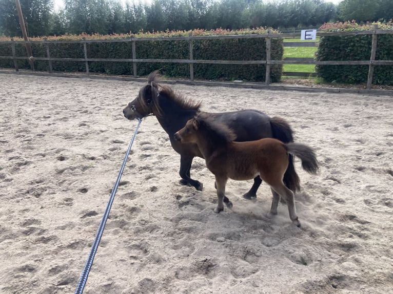 NMPRS Hengst 1 Jahr 90 cm Brauner in Werkhoven
