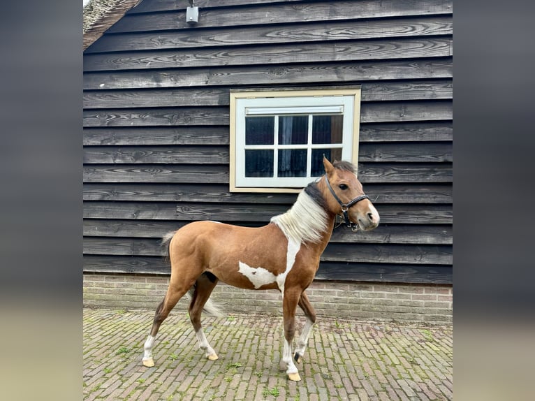 NMPRS Hengst 1 Jahr 95 cm Tobiano-alle-Farben in Nieuwleusen