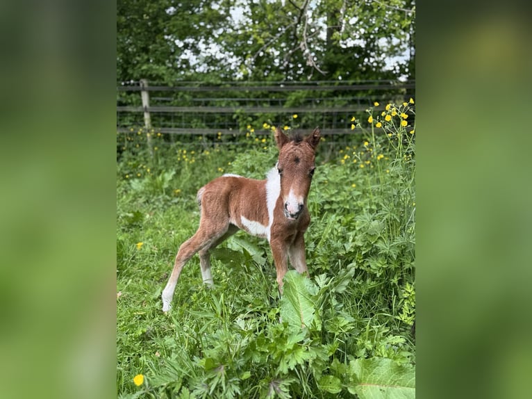 NMPRS Hengst 1 Jahr 95 cm Tobiano-alle-Farben in Nieuwleusen