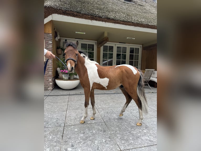 NMPRS Hengst 1 Jahr 95 cm Tobiano-alle-Farben in Nieuwleusen