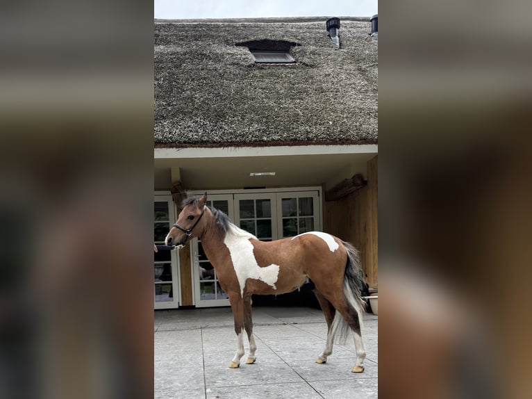 NMPRS Hengst 1 Jahr 95 cm Tobiano-alle-Farben in Nieuwleusen