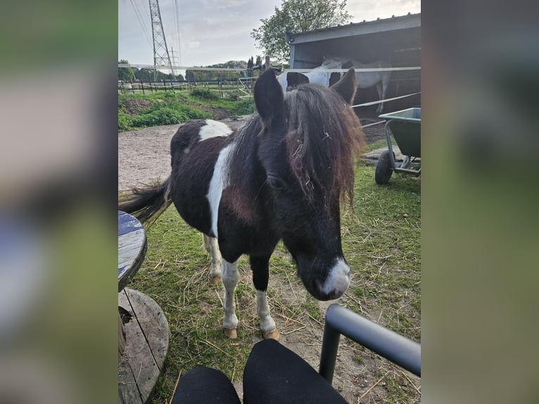 NMPRS Mix Hengst 2 Jaar 85 cm Gevlekt-paard in Brunssum