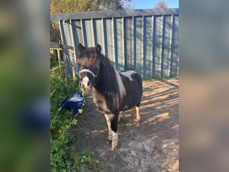 NMPRS Mix Hengst 2 Jaar 85 cm Gevlekt-paard in Brunssum