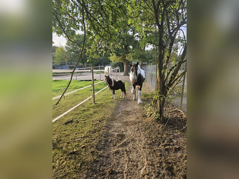 NMPRS Mix Hengst 2 Jahre 85 cm Schecke in Brunssum