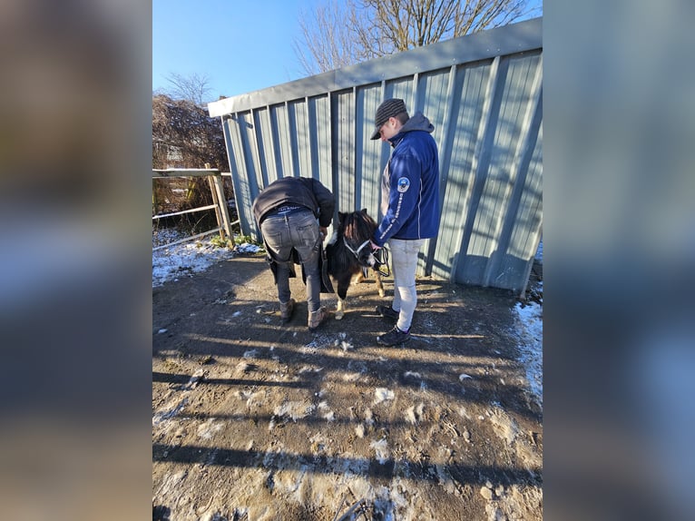 NMPRS Mix Hengst 2 Jahre 85 cm Schecke in Brunssum