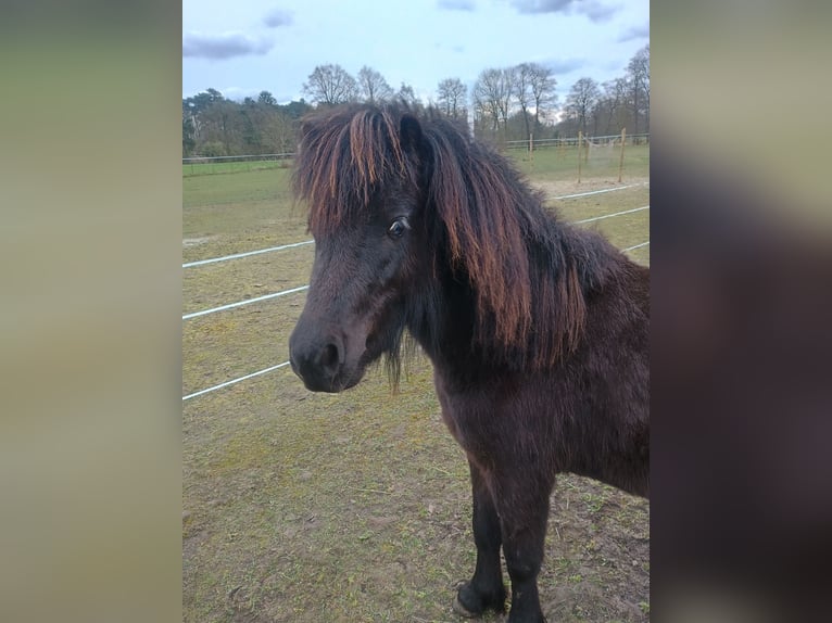 NMPRS Hengst 2 Jahre 95 cm Schwarzbrauner in Balen