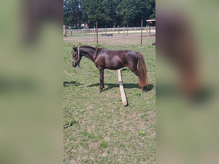 NMPRS Hengst 2 Jahre 95 cm Schwarzbrauner in Balen