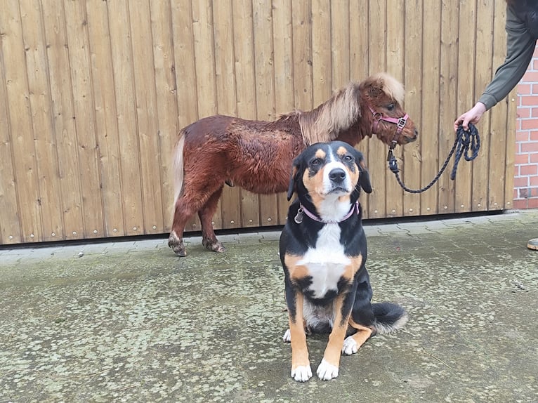 NMPRS Mix Hengst 3 Jaar 68 cm Donkere-vos in Ostbevern