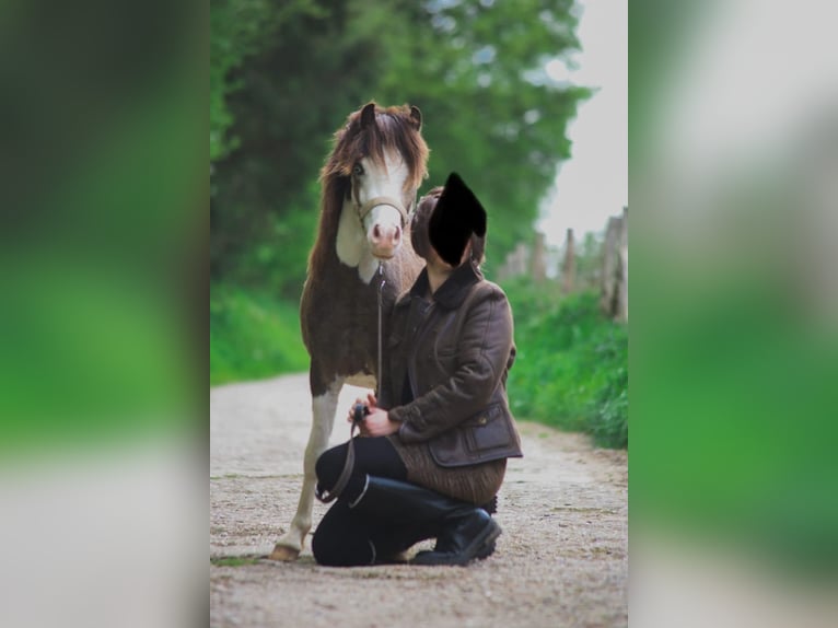 NMPRS Hengst 3 Jahre 102 cm in Schin op Geul