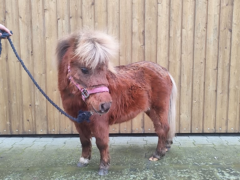 NMPRS Mix Hengst 3 Jahre 68 cm Dunkelfuchs in Ostbevern