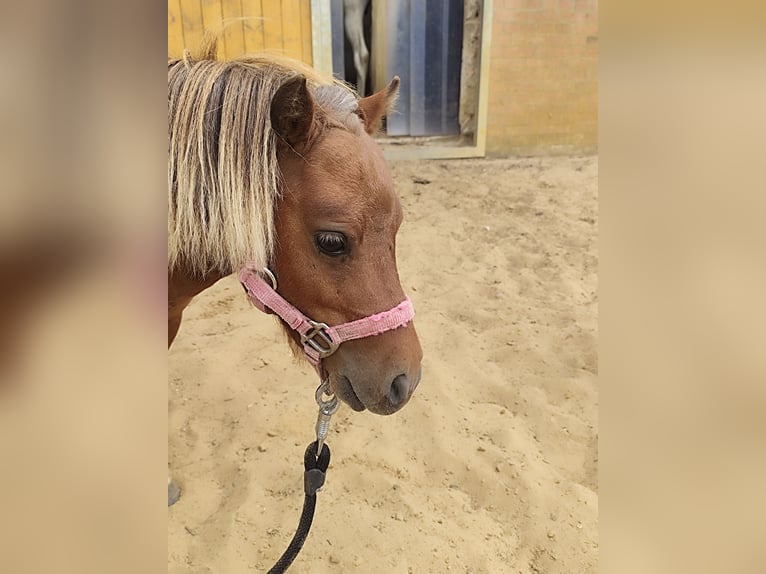 NMPRS Mix Hengst 3 Jahre 68 cm Dunkelfuchs in Ostbevern