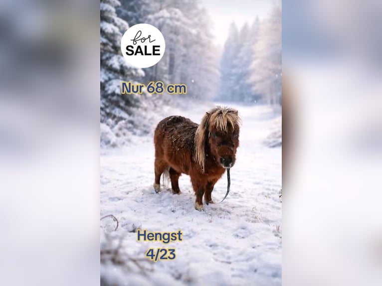 NMPRS Mix Hengst 3 Jahre 68 cm Dunkelfuchs in Ostbevern