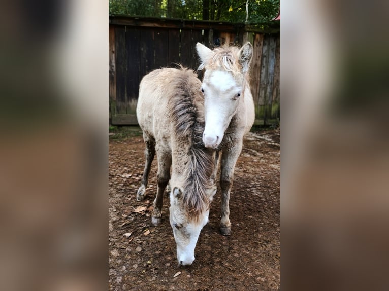 NMPRS Hengst 4 Jaar Champagne in Wetzlar