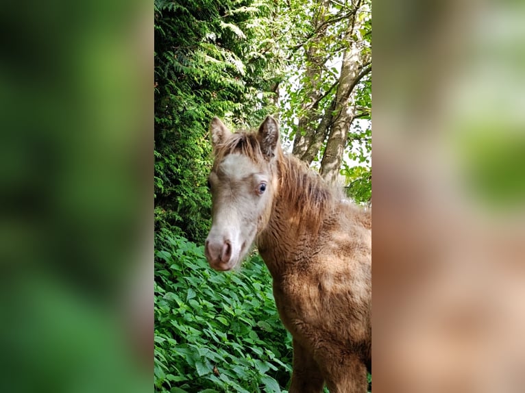 NMPRS Hengst 4 Jaar Champagne in Wetzlar