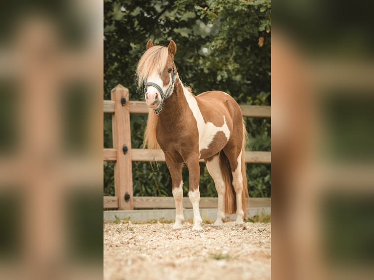 NMPRS Hengst 6 Jahre 96 cm Schecke in Meldert