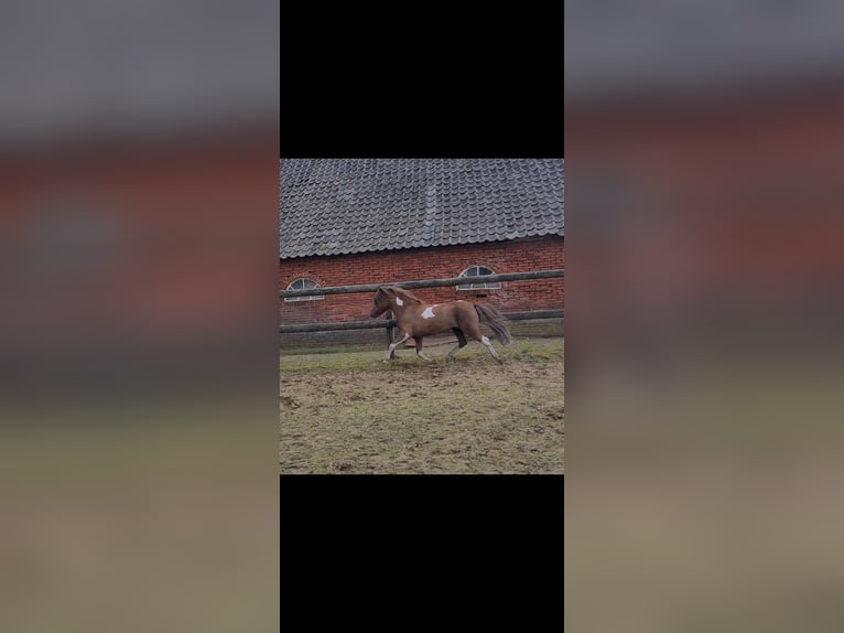 NMPRS Hengst Donkere-vos in Wehl