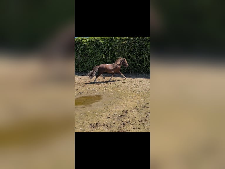 NMPRS Hengst Donkere-vos in Wehl