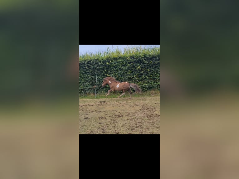 NMPRS Hengst Donkere-vos in Wehl