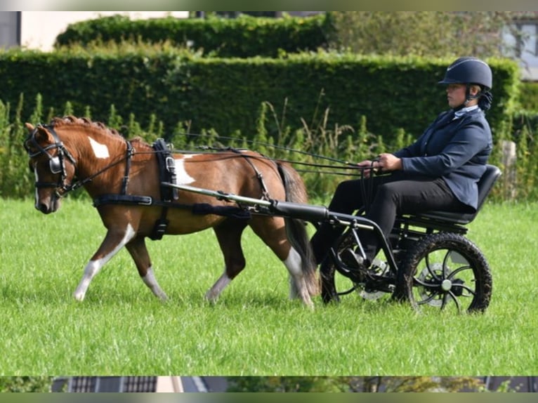 NMPRS Hengst Dunkelfuchs in Wehl