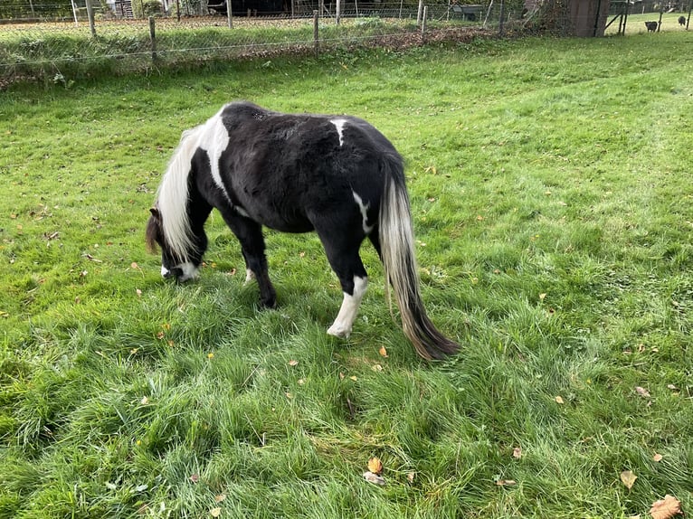 NMPRS Hongre 2 Ans in Apeldoorn