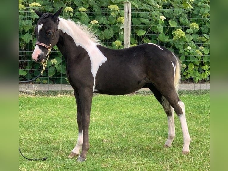 NMPRS Hongre 2 Ans in Apeldoorn