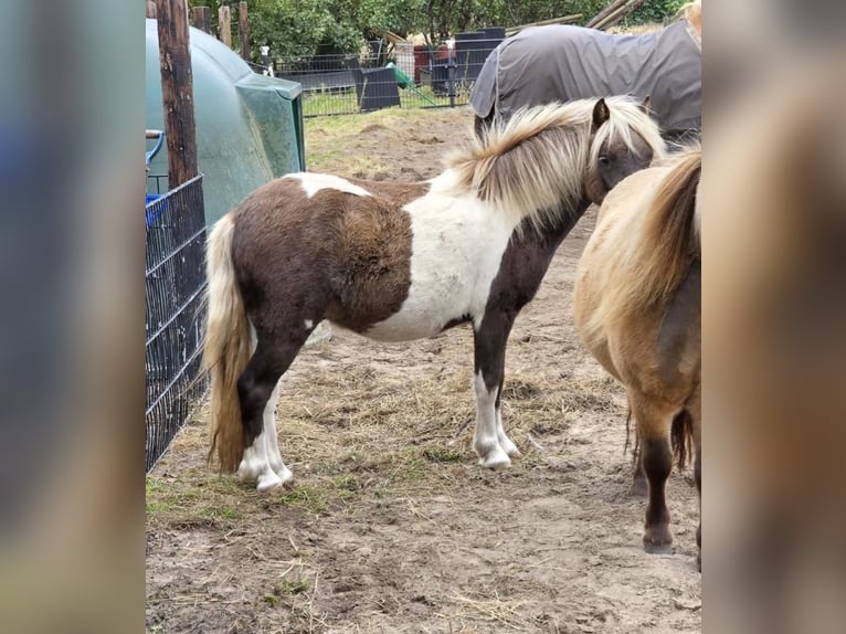 NMPRS Hongre 3 Ans 92 cm Tobiano-toutes couleurs in Heemskerk