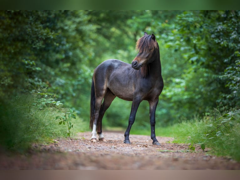 NMPRS Hongre 4 Ans 100 cm Bai brun in Emmen