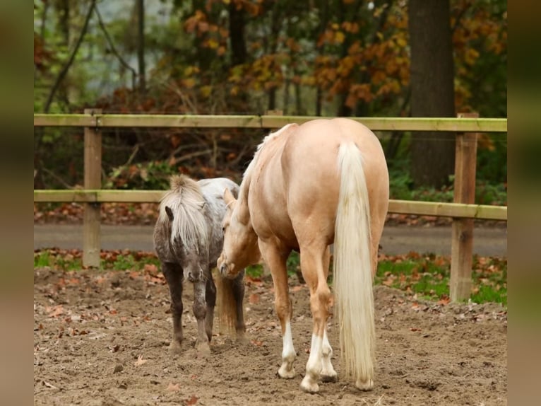 NMPRS Hongre 5 Ans 99 cm Pinto in Aalten