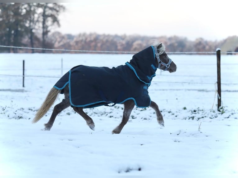 NMPRS Hongre 5 Ans 99 cm Pinto in Aalten