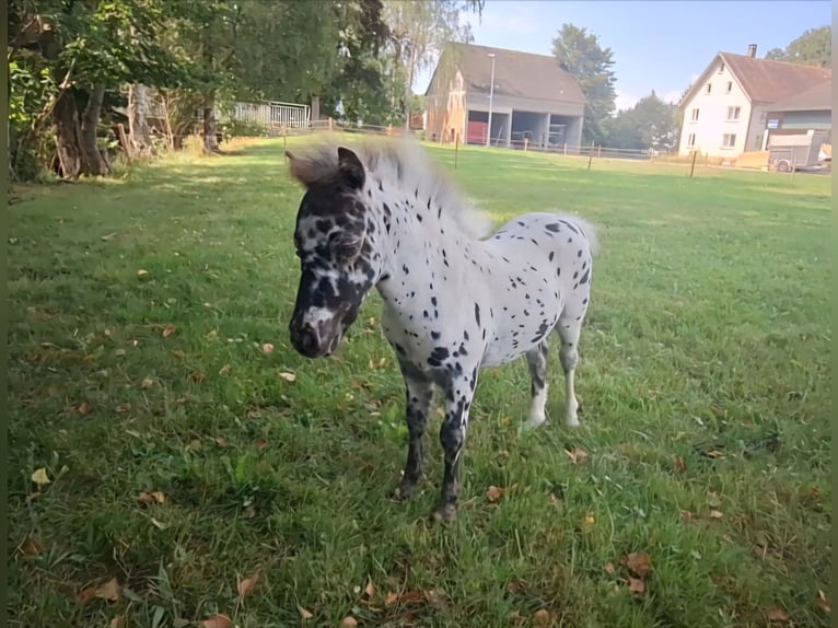 NMPRS Jument 15 Ans 84 cm Léopard in Schemmerhofensche
