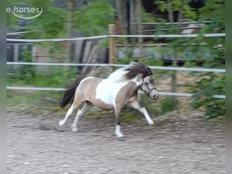NMPRS Jument 5 Ans 88 cm  in Weilheim an der Teck