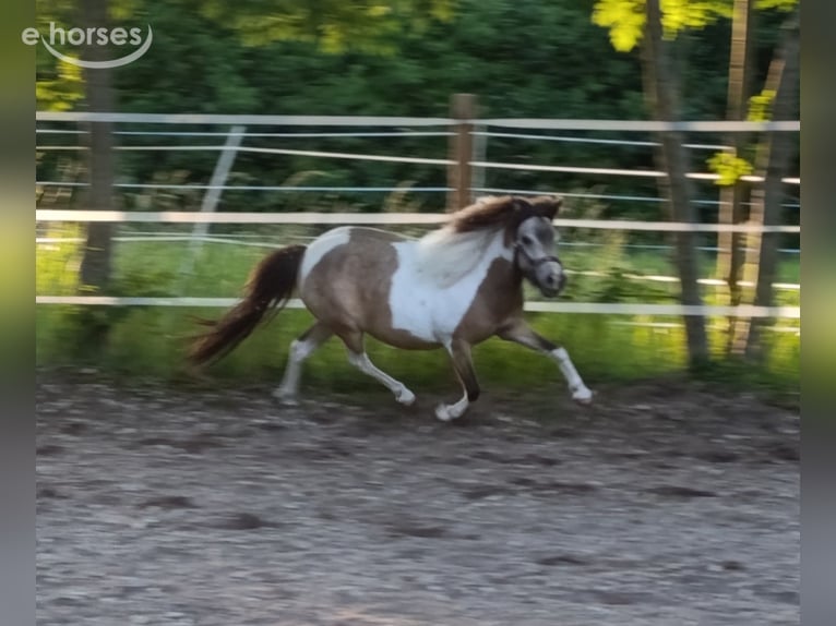 NMPRS Jument 5 Ans 88 cm  in Weilheim an der Teck