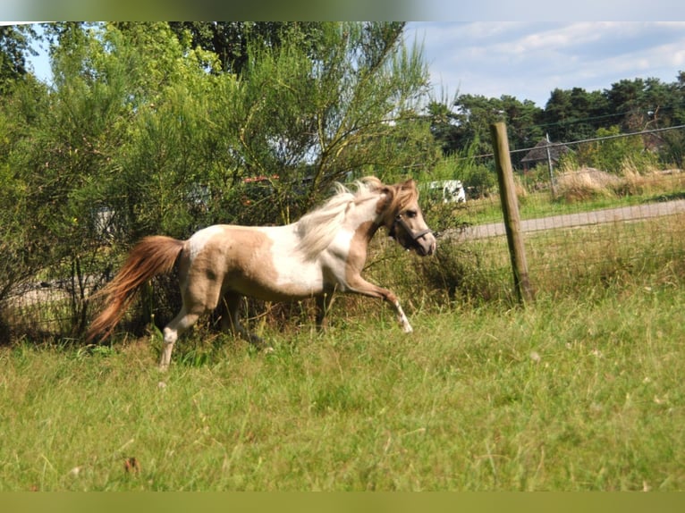 NMPRS Jument 7 Ans 93 cm Buckskin in Weilheim an der Teck