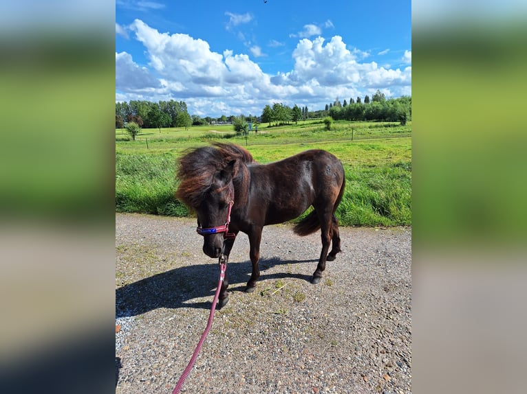 NMPRS Klacz 2 lat 85 cm Kara in Berkel en Rodenrijs