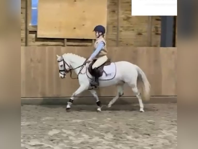 NMPRS Mare 11 years 11,2 hh Gray in Niederkassel