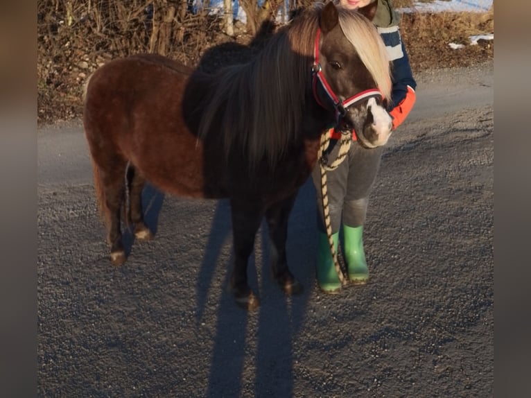 NMPRS Mare 12 years 9.1 hh Chestnut in Villach