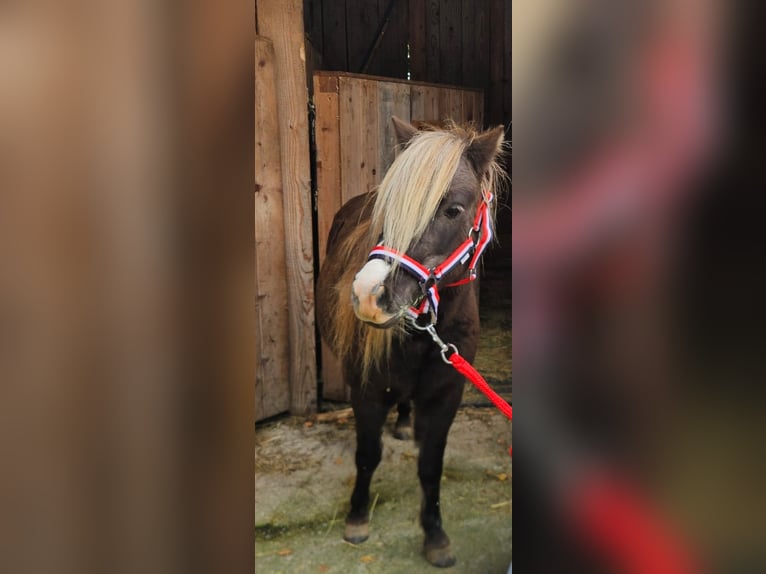 NMPRS Mare 12 years 9.1 hh Chestnut in Villach