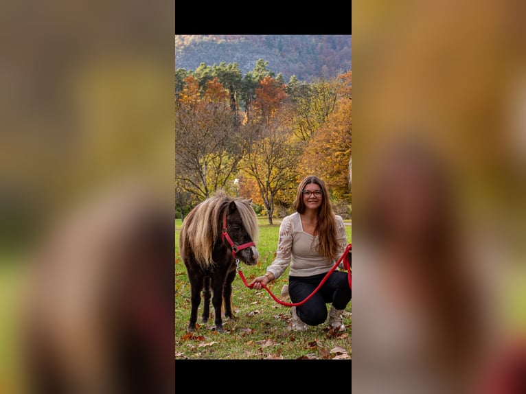 NMPRS Mare 12 years 9,1 hh Chestnut in Villach