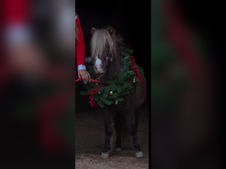 NMPRS Mare 12 years 9,1 hh Chestnut in Villach