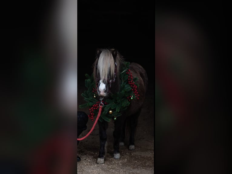 NMPRS Mare 12 years 9,1 hh Chestnut in Villach