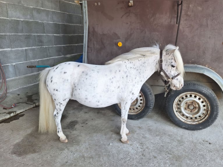 NMPRS Mare 15 years 8,1 hh Leopard-Piebald in Schemmerhofensche