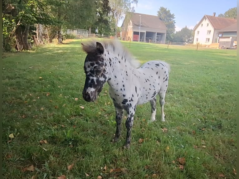 NMPRS Mare 1 year 7,1 hh Leopard-Piebald in Schemmerhofen