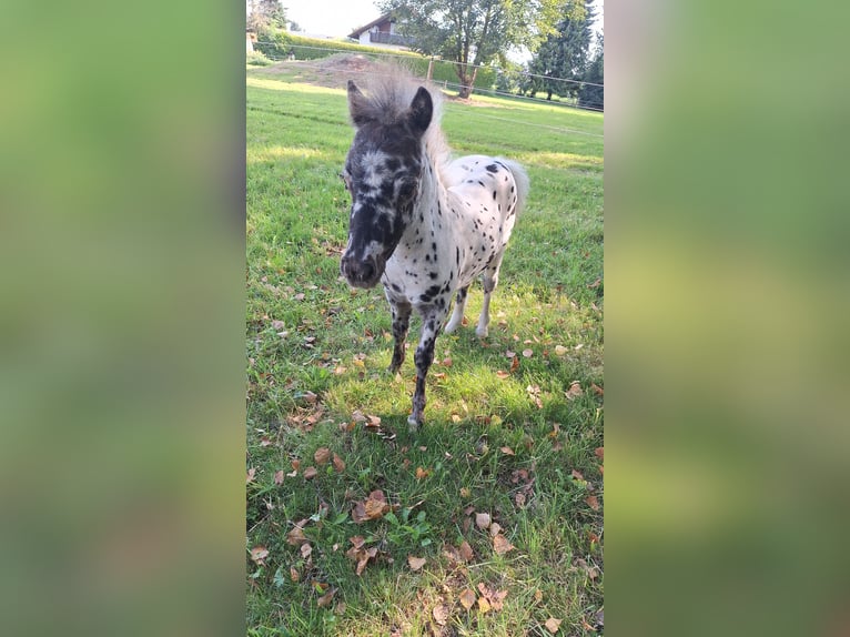 NMPRS Mare 1 year 7,1 hh Leopard-Piebald in Schemmerhofen