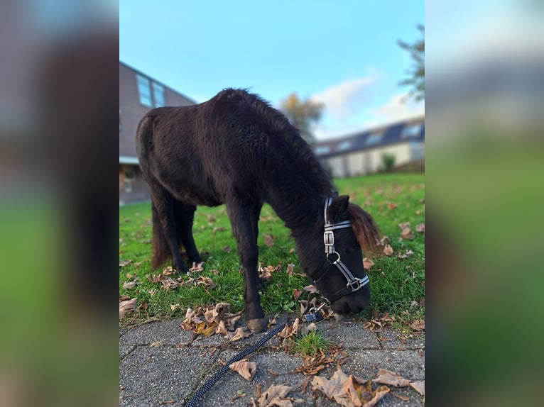 NMPRS Mare 1 year 8,1 hh Black in Berkel en Rodenrijs