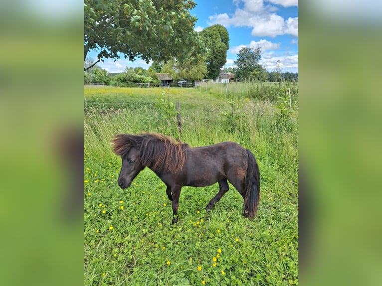 NMPRS Mare 1 year 8,1 hh Black in Berkel en Rodenrijs